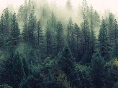 Spruce forest captured from a bird's eye view on a misty day.